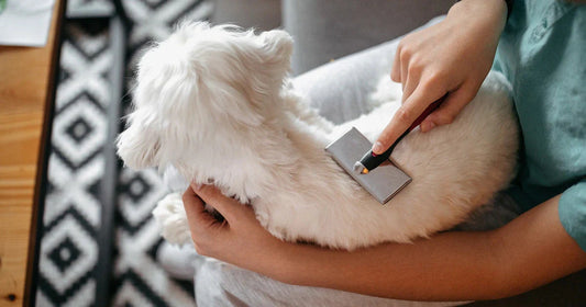 Dog Hygiene Accessories: Keep Your Pup Clean, Healthy & Happy