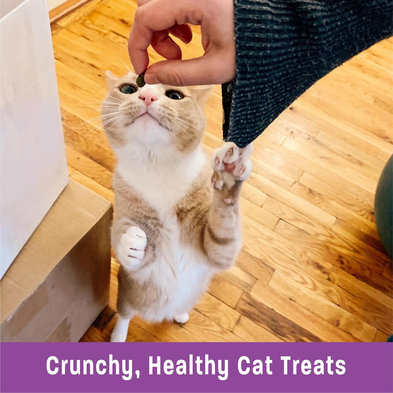 Salmon & Cranberries Recipe Cat Treats